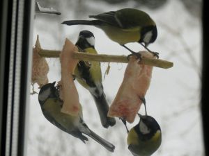 Онлайн- акция Покормите птиц зимой.